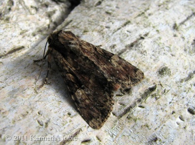 clouded brindle (Apamea epomidion) Kenneth Noble